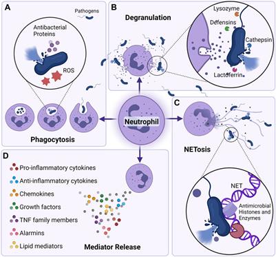 Frontiers | Neutrophil Migratory Patterns: Implications For ...